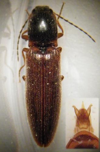 Réf. 257 730 : Athous subfuscus
